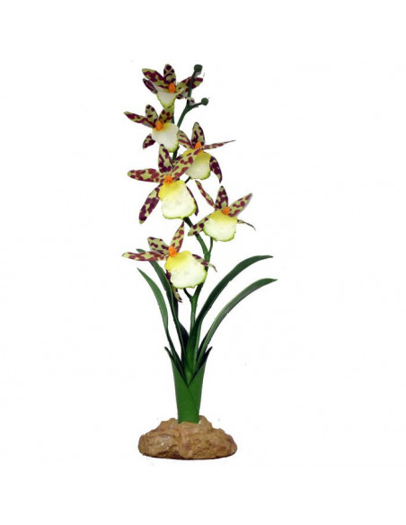 Planta Spider Orchid - 40 CM