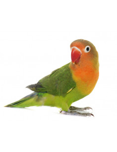 PERIQUITO AFRICANO FISCHERI