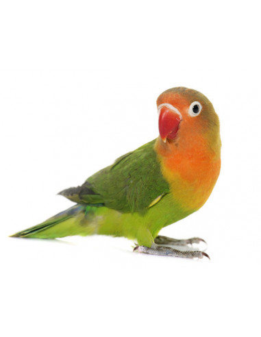 PERIQUITO AFRICANO FISCHERI