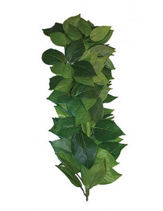PLANTA PARA TERRÁRIO - FICUS M