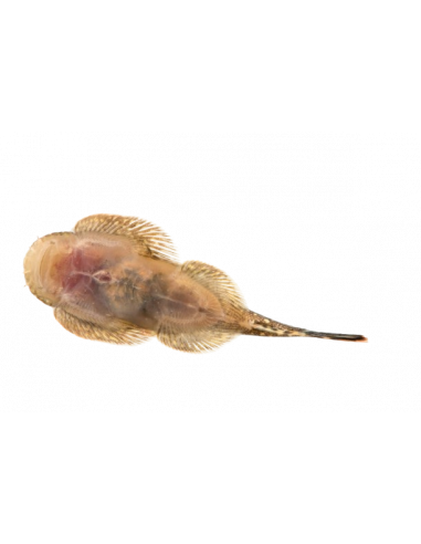 PLECOSTOMUS DO BORNÉU, ML