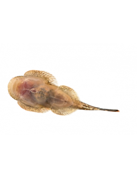 PLECOSTOMUS DO BORNÉU, ML