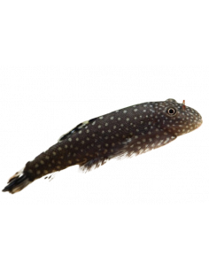 PLECOSTOMUS DO BORNÉU, ML