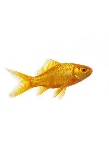 COMETA AMARELO, 15 - 18 CM