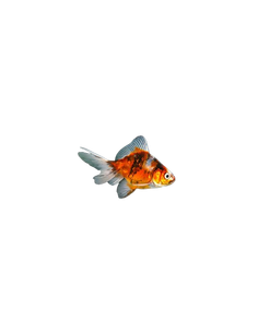 FANTAIL SORTIDO, 11 - 13 CM