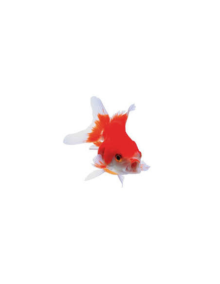ORANDA VERMELHO E BRANCO, 12 - 14 CM