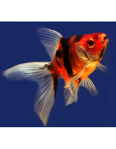 ORANDA SORTIDO, 12 - 15 CM