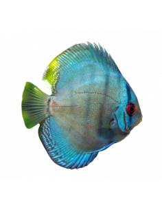 DISCO 'COBALTO', 12-13 CM