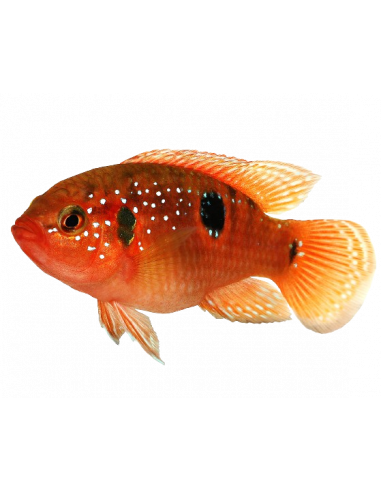 CICLÍDEO JÓIA VERMELHO, 4 - 5 CM