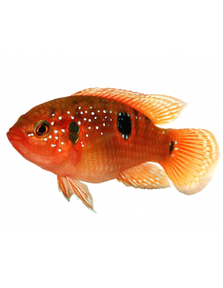 CICLÍDEO JÓIA VERMELHO, 4 - 5 CM