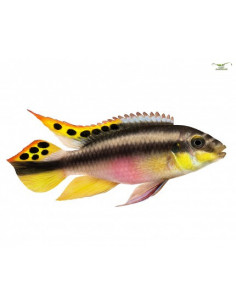 KRIBENSIS, 4 - 5 CM