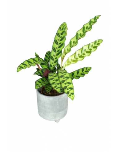 CALATHEA INSIGNIS