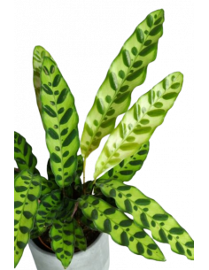 CALATHEA INSIGNIS 2