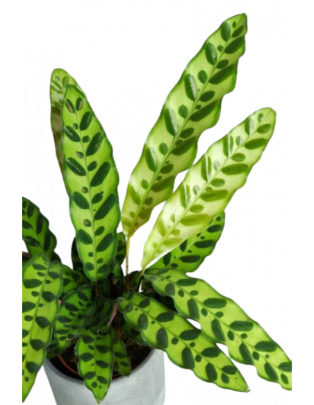 CALATHEA INSIGNIS