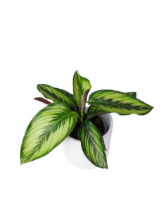 CALATHEA BEAUTIFUL STAR