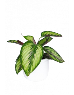 CALATHEA BEAUTIFUL STAR 2