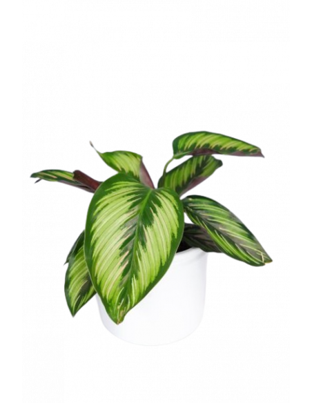 CALATHEA BEAUTIFUL STAR