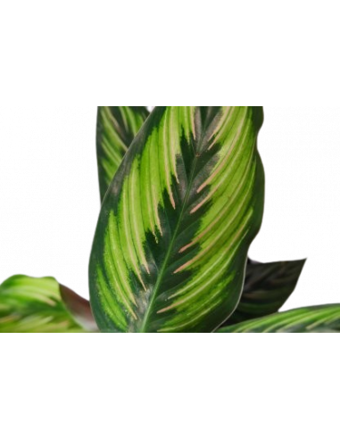 CALATHEA BEAUTIFUL STAR