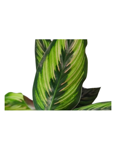 CALATHEA BEAUTIFUL STAR