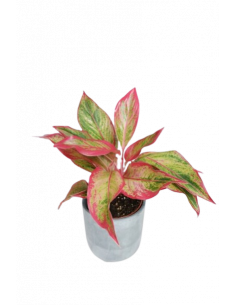 AGLAONEMA CRETE FLAME