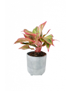 AGLAONEMA CRETE FLAME 2