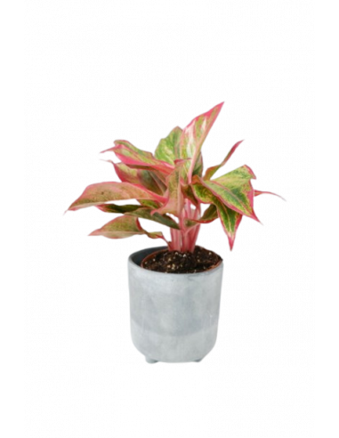 AGLAONEMA CRETE FLAME