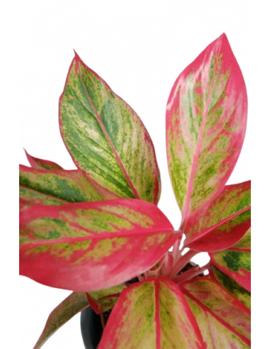 AGLAONEMA CRETE FLAME