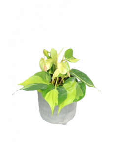 PHILODENDRON SCANDENS BRASIL