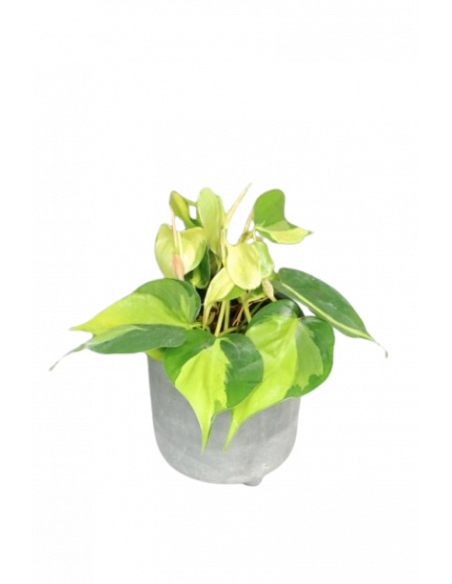 PHILODENDRON SCANDENS BRASIL