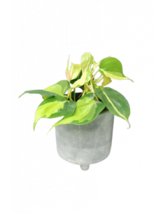 PHILODENDRON SCANDENS BRASIL 2