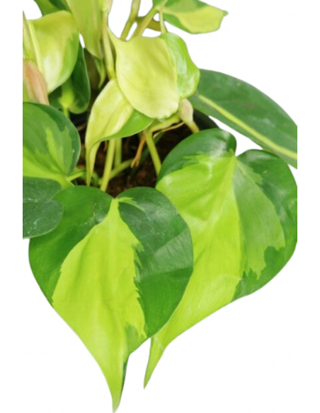 PHILODENDRON SCANDENS BRASIL
