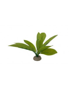 Planta Aquário Echinodorus 3 - 24 cm - Verde