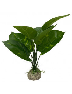 Planta Aquário Anubias 1 - 24 cm - Verde
