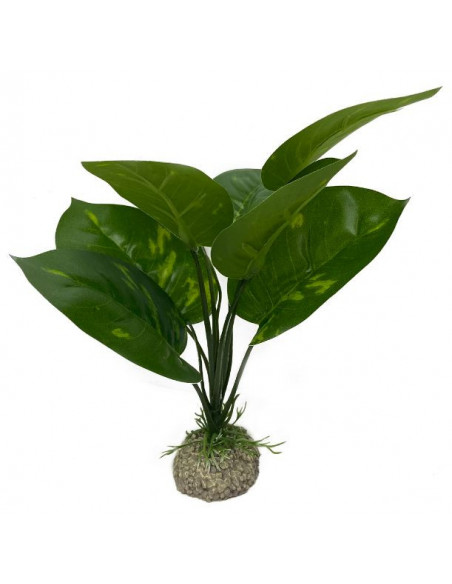 Planta Aquário Anubias 1 - 24 cm - Verde