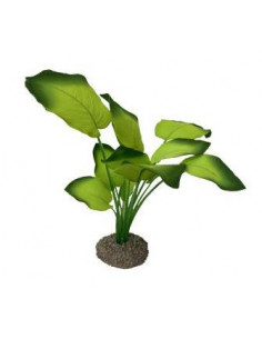 Planta Aquário Anubias 3 - 20 cm - Verde