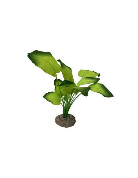 Planta Aquário Anubias 3 - 20 cm - Verde