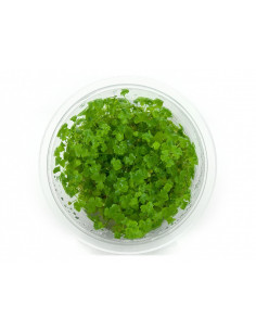 HYDROCOTYLE TRIPARTIDA (JAPAN)  'IN VITRO'