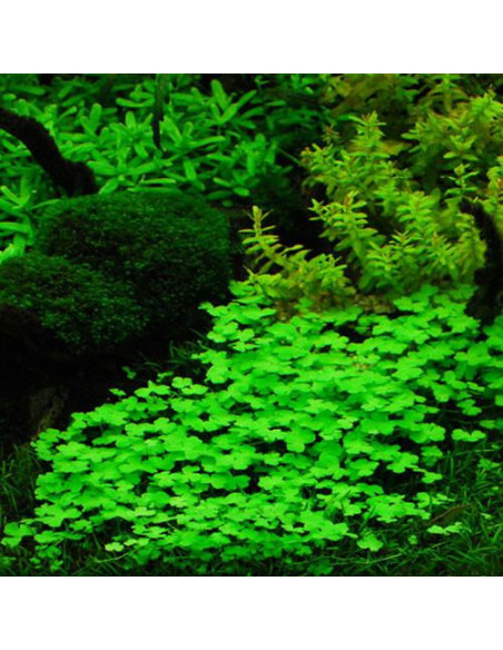 HYDROCOTYLE TRIPARTIDA (JAPAN)  'IN VITRO'
