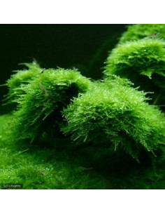 TAXIPHYLLUM BARBIERI 2