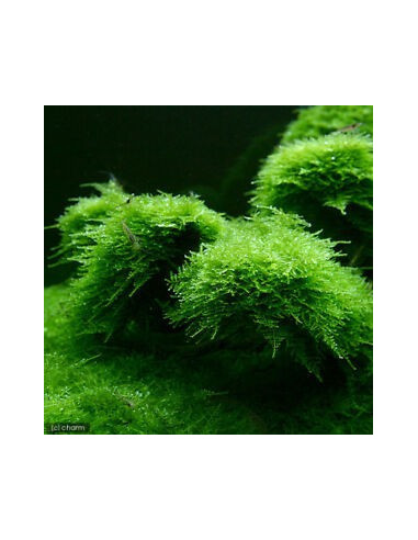 TAXIPHYLLUM BARBIERI