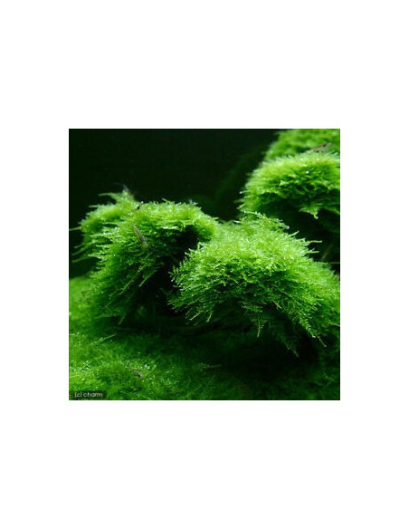 TAXIPHYLLUM BARBIERI