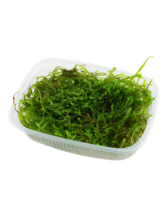 TAXIPHYLLUM BARBIERI