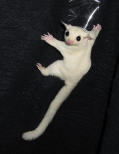 PETAURO DO AÇUCAR 'CREMINO'