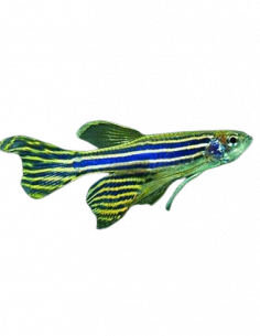 DANIO ZEBRA DE VÉU, 3 - 3.5 CM