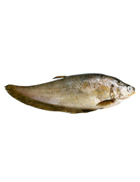 PEIXE FACA ASIÁTICO, 7 - 8 CM