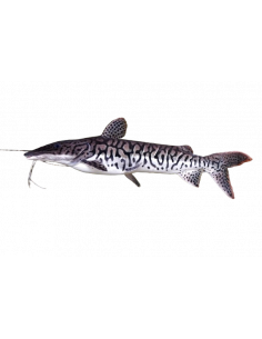 CACHARA, 6-8 CM