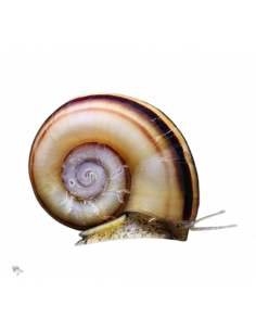 CARACOL MARISA, 1.5-2 CM