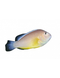 PEIXE PALHAÇO DE DORSO BRANCO, 3-5 CM