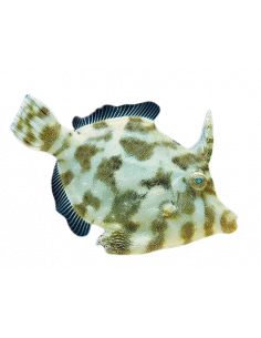 PEIXE FOLHA