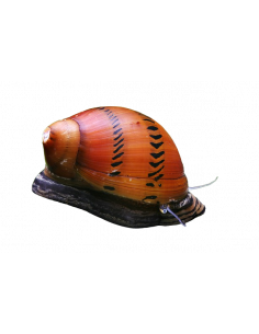 CARACOL NERITINA SEMICONICA